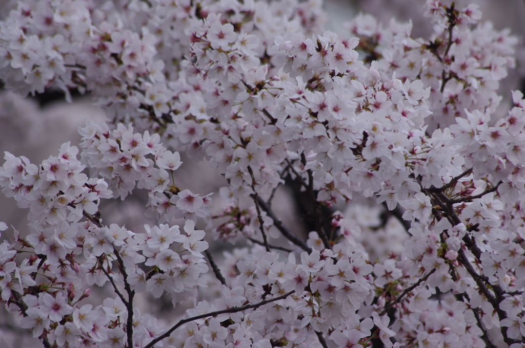 桜　6