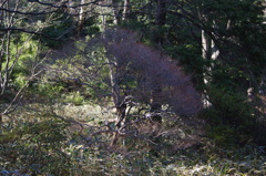 冬の色彩　六義園