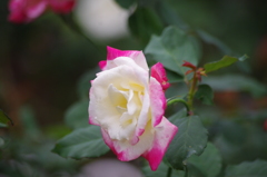 薔薇　7　芝浦中央公園　１０月