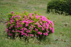 ピンク　その2　旧芝離宮公園