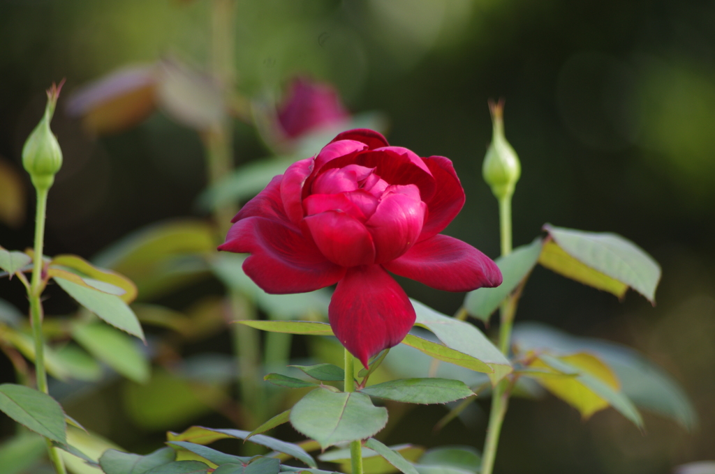 薔薇　1　本郷給水所公苑　１０月