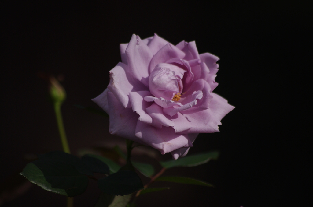 薔薇　15