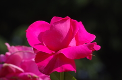 代々木公園　５月の薔薇　4
