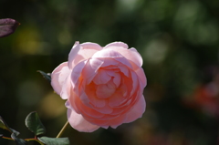 横浜の薔薇　5