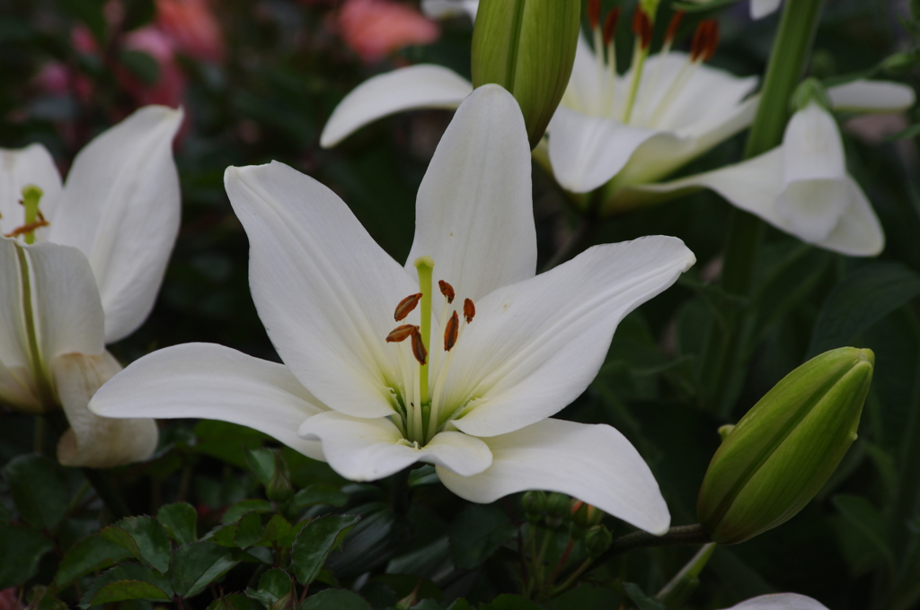 白百合　山下公園　5月