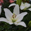 白百合　山下公園　5月