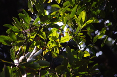 春の日差し　代々木公園