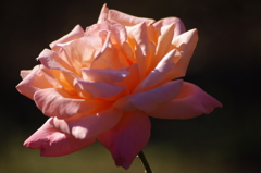 薔薇　3