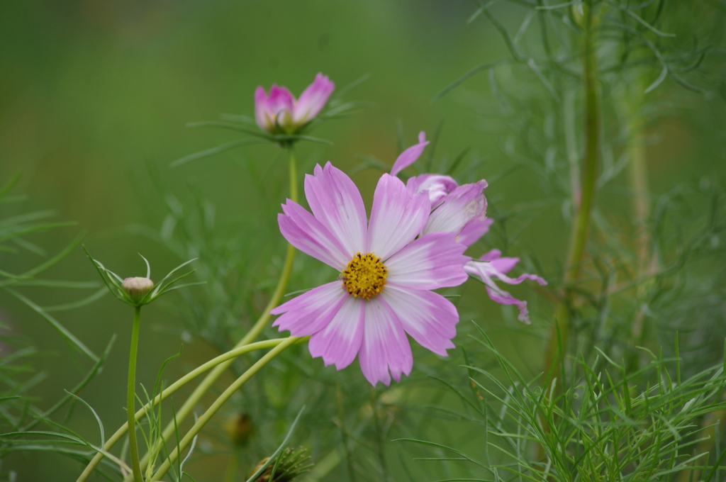 コスモス　2　旧浜離宮庭園　９月