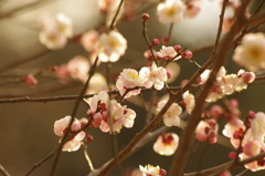 梅　2　亀塚公園　２月