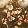 梅　2　亀塚公園　２月