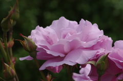 薔薇　山下公園　６