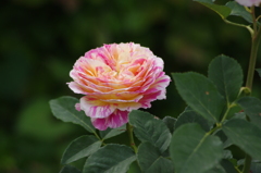 薔薇　5