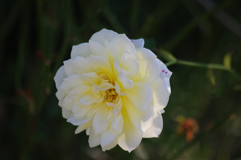 薔薇　8　港が見える丘公園　１０月