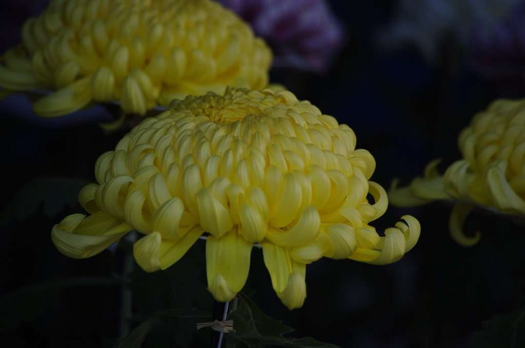 菊　2