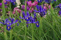 アイリス　芝公園