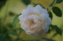 薔薇　17　山下公園　１０月