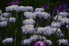 花菖蒲　4