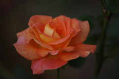 薔薇　3