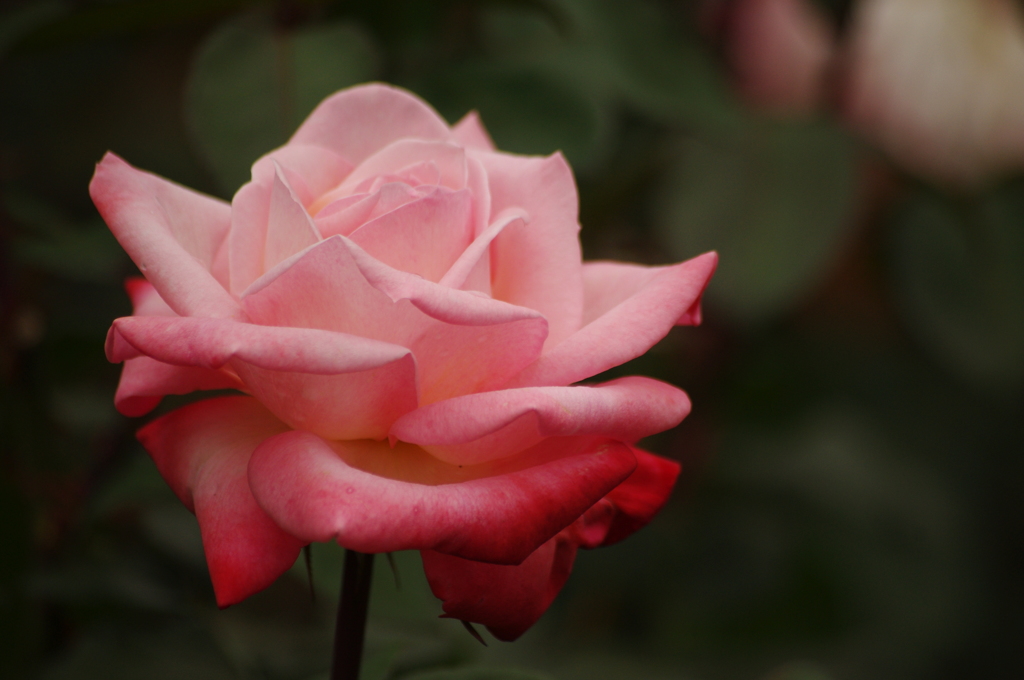 薔薇　5　代々木公園　６月
