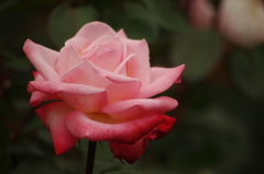 薔薇　5　代々木公園　６月