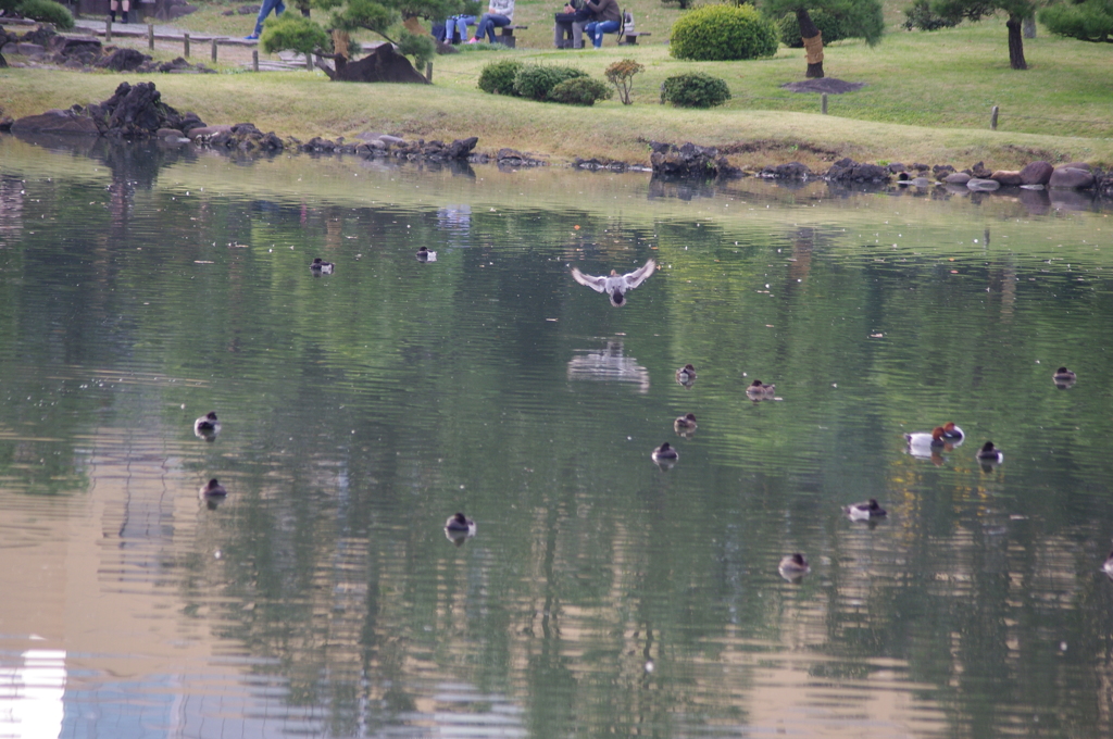 鴨　旧芝離宮庭園　１１月半ば