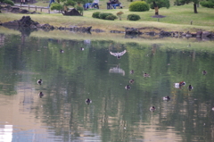 鴨　旧芝離宮庭園　１１月半ば