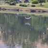 鴨　旧芝離宮庭園　１１月半ば