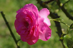 ザ・プリンスパークタワー東京　５月　薔薇　7