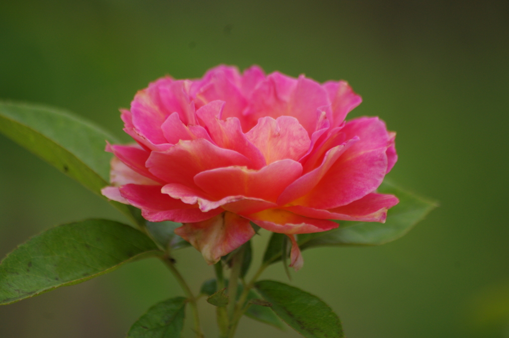 プリンスパークタワー東京　薔薇　1　８月