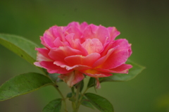 プリンスパークタワー東京　薔薇　1　８月