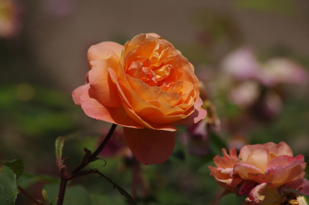 薔薇　7