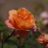 薔薇　7