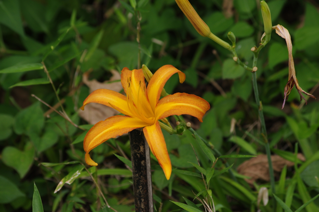 園内の花　2