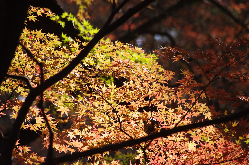 紅葉　3　六義園