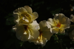 薔薇　7