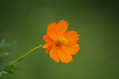 芝公園　花壇　4　８月