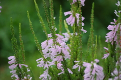 芝公園　７月花壇　4