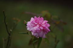 薔薇　1