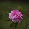 薔薇　1
