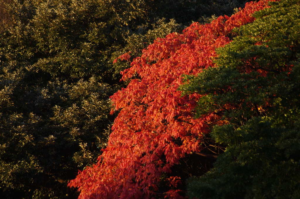 紅葉　2
