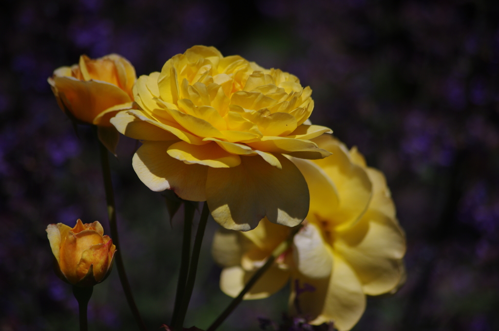 薔薇　10