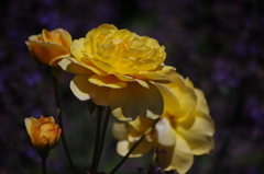 薔薇　10
