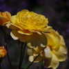 薔薇　10