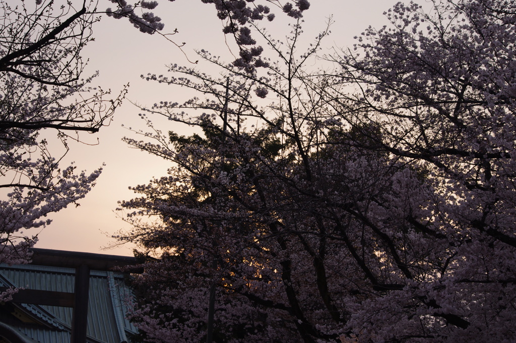 夕陽のライトアップ