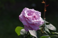 代々木公園　５月の薔薇　11