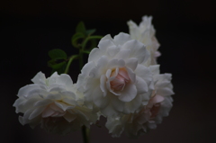 薔薇　2