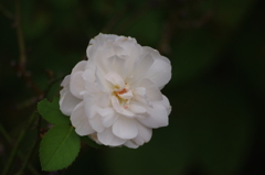 薔薇　1