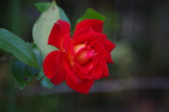 薔薇　1