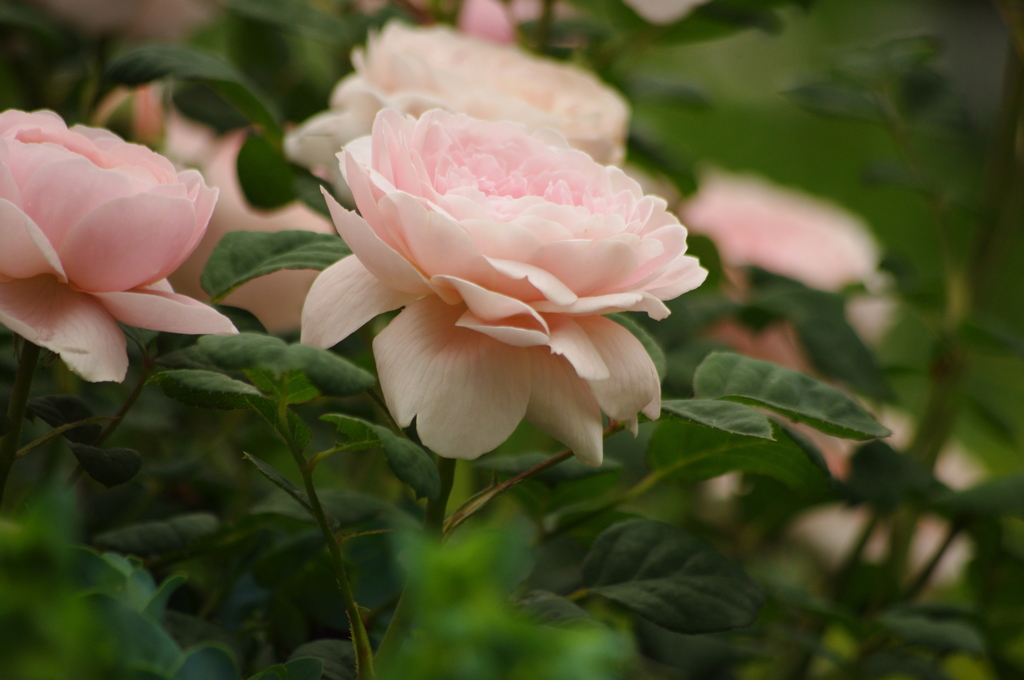 薔薇　40　港が見える公園　５月